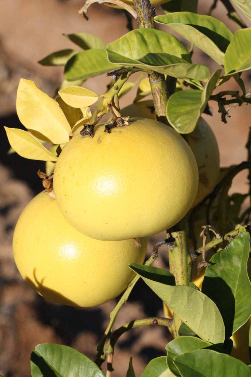            Fruit (Riverside, CA)   